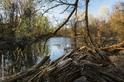 Fototapeta Naklejka Na Ścianę i Meble -  Wild nature on abandoned meander Danube protected area on spring