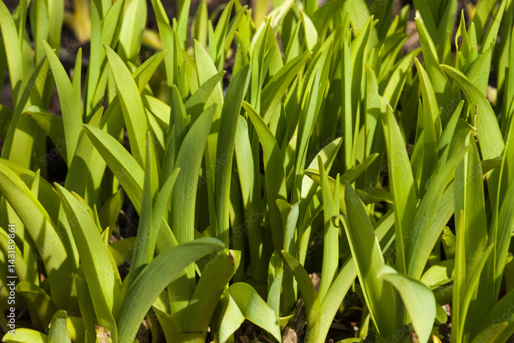 Fototapeta premium spring flowers in the garden green