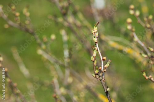 spring flowers in the garden green