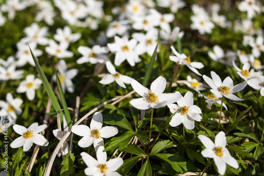 spring flowers in the garden green spring flowers in the garden green