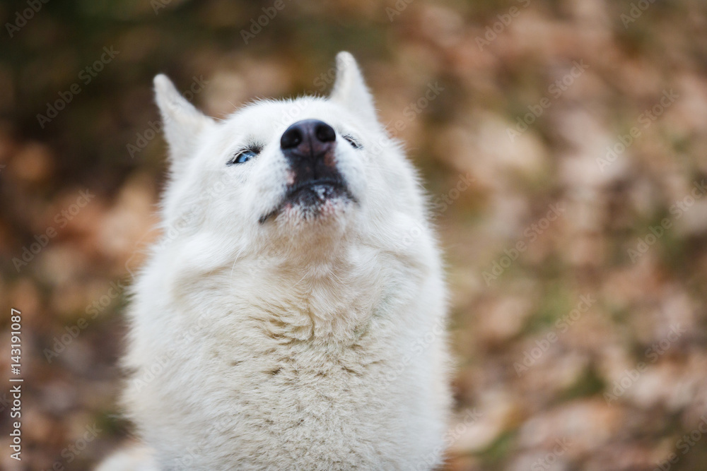 Obraz premium Strange muzzle of husky