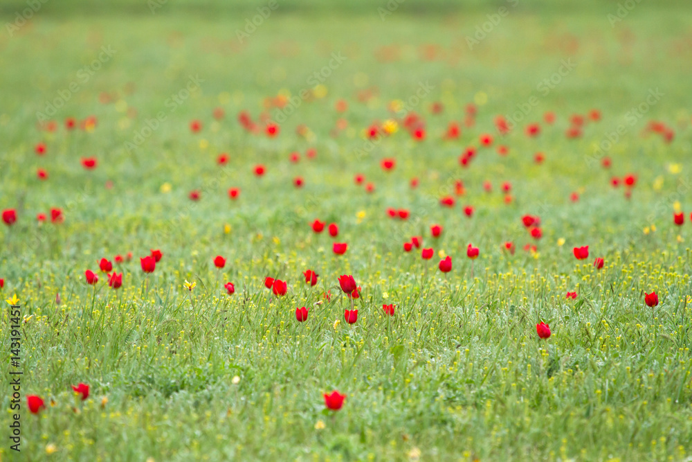 Schrenck's tulips (Tulipa) in the steppe, Republic of Kalmykia, Russia