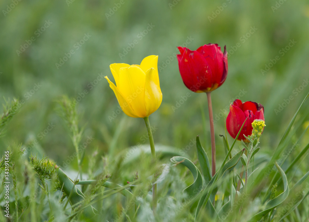 Obraz premium Schrenck's tulips (Tulipa) in the steppe, Republic of Kalmykia, Russia
