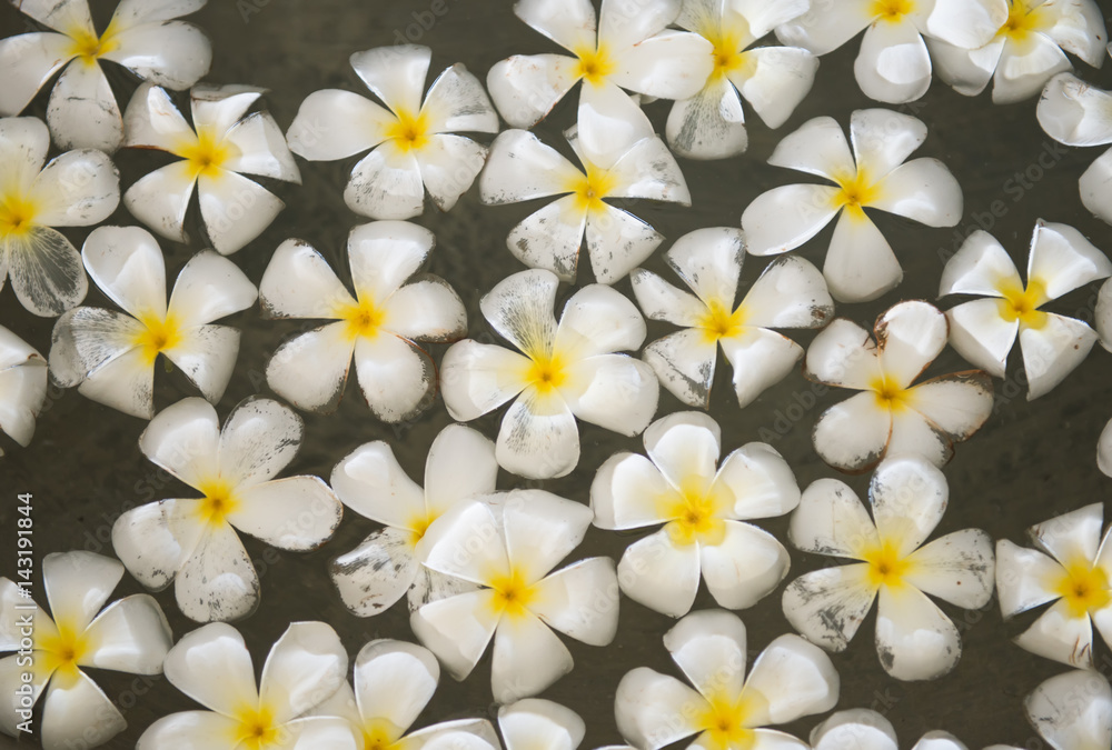 Frangipani flower in water Frangipani flower in water