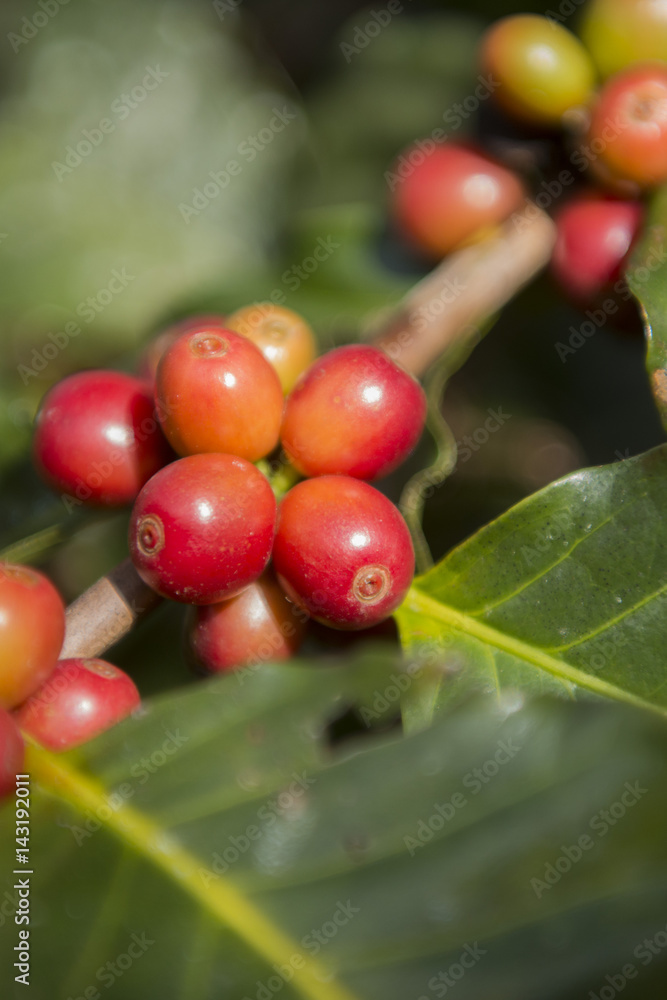 THAILAND CHIANG RAI MAE SALONG COFFEE PLANTATION THAILAND CHIANG RAI MAE SALONG COFFEE PLANTATION