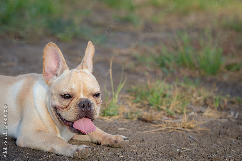 Baby french bulldog Baby french bulldog