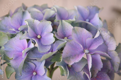 Blooming blue hydrangea. Close-up image © aisedora