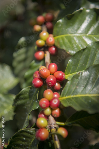 THAILAND CHIANG RAI MAE SALONG COFFEE PLANTATION