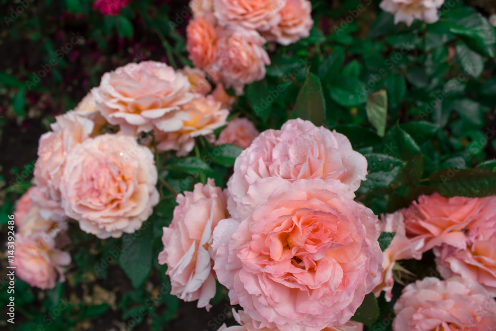 Цветущая в саду роза Бельведер