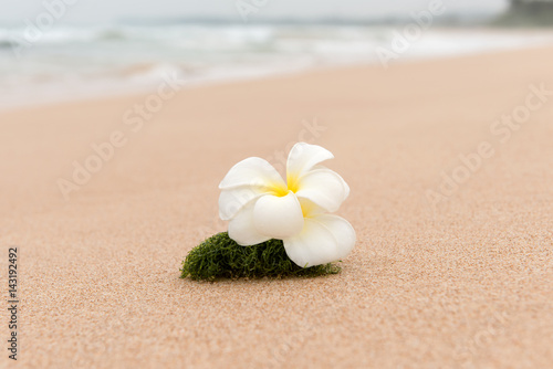 Frangipani flower