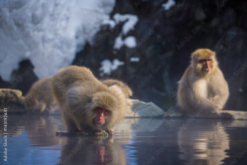 Obraz premium Snow Monkey