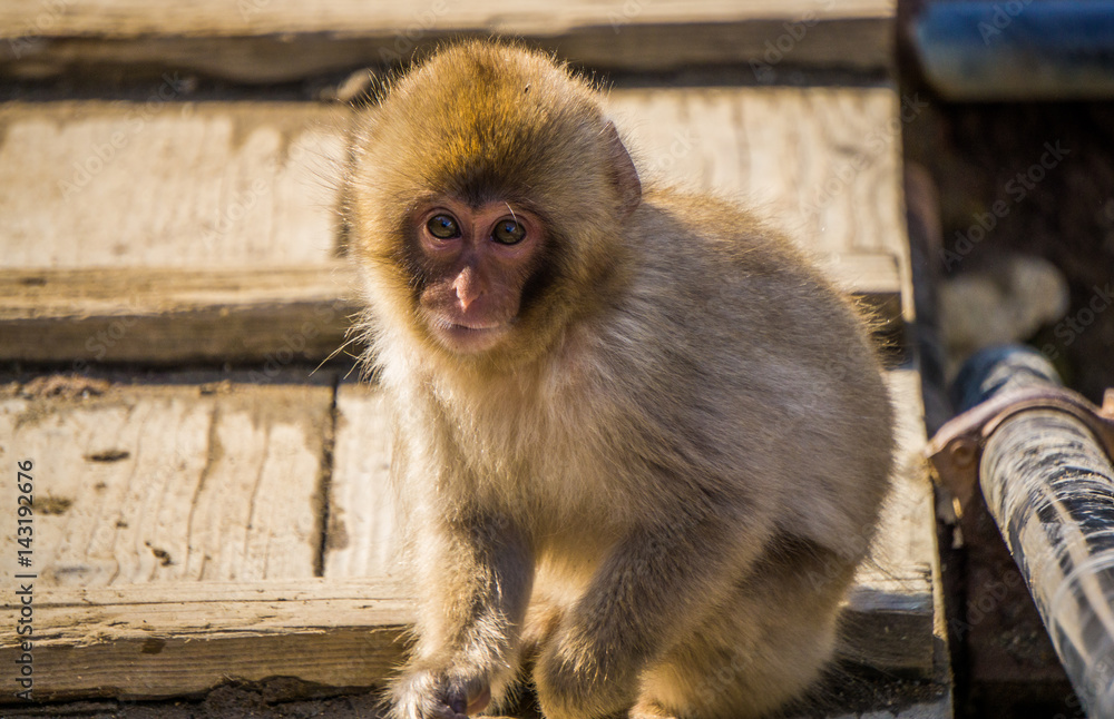 Naklejka premium Baby Snow Monkey