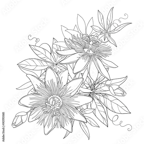 Vector bouquet with outline tropical Passiflora or Passion flowers, bud, leaves and tendril isolated on white background. Exotic floral elements in contour style for summer design and coloring book.