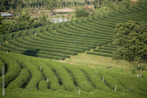 THAILAND CHIANG RAI MAE CHAN TEA PLANTATION