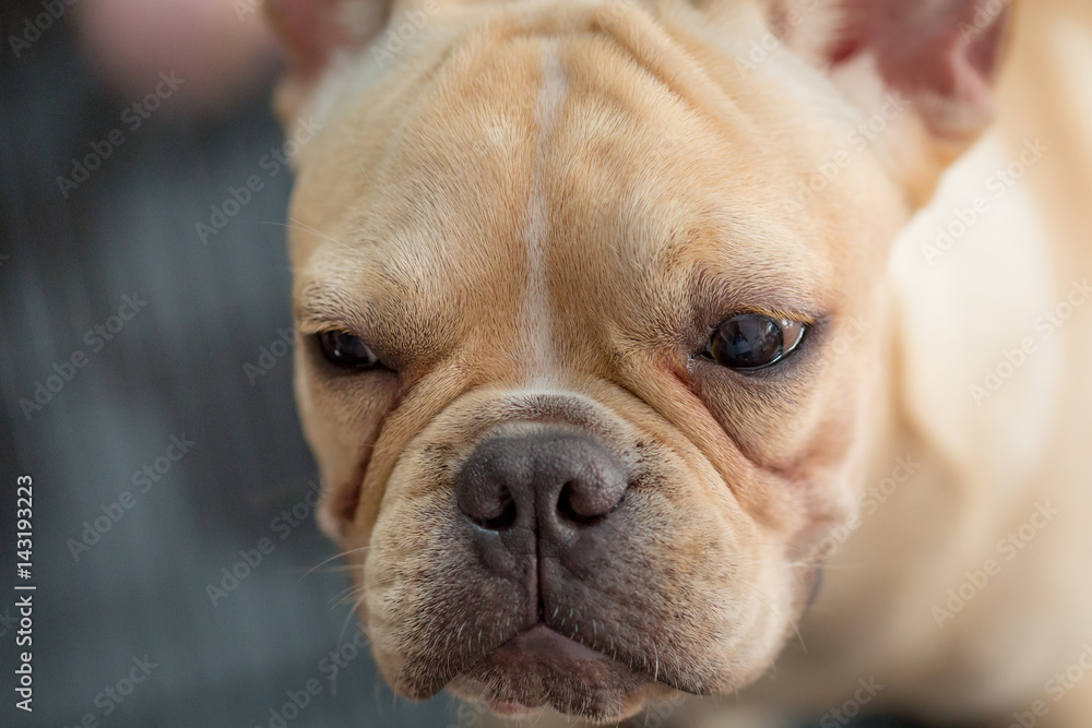Baby french bulldog Baby french bulldog