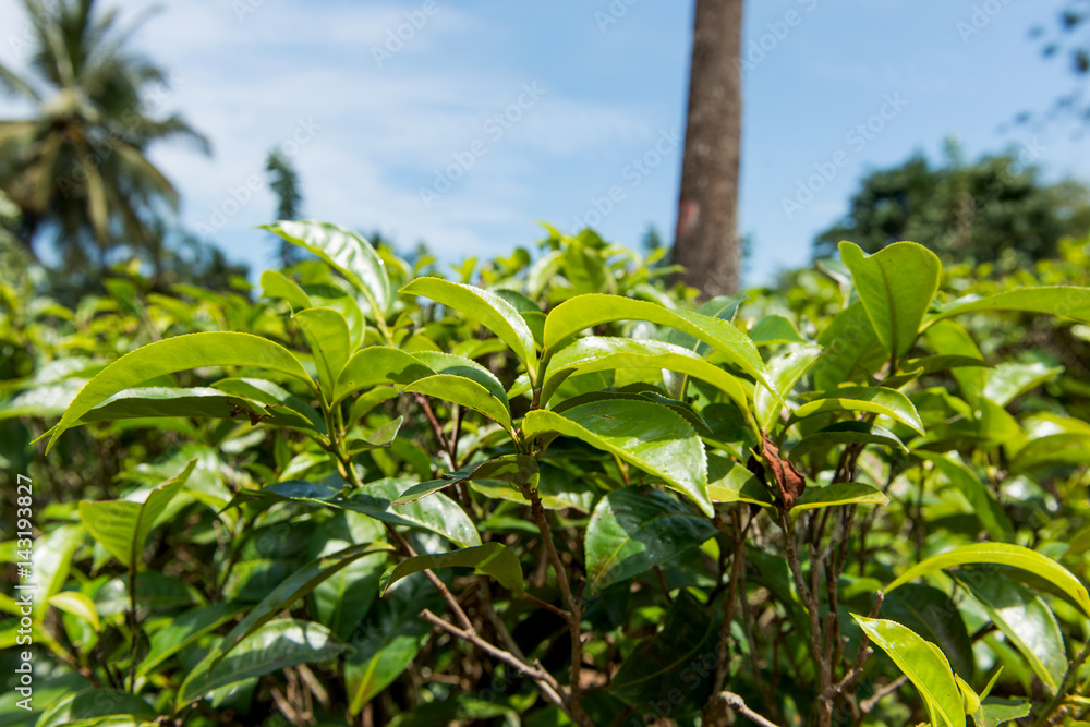 Fresh tea leaves on plantations Fresh tea leaves on plantations