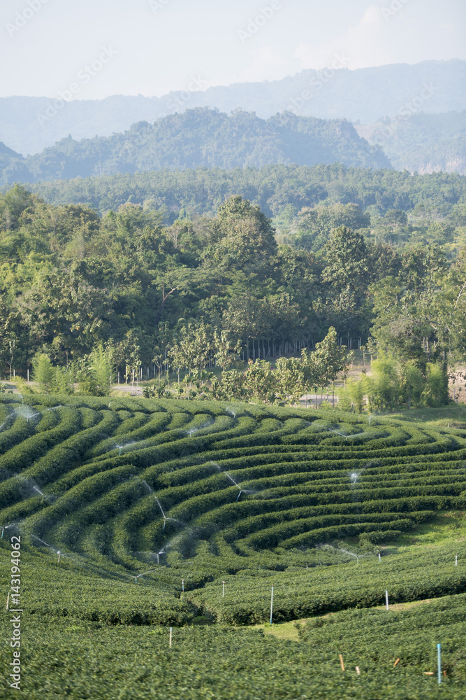 THAILAND CHIANG RAI MAE CHAN TEA PLANTATION