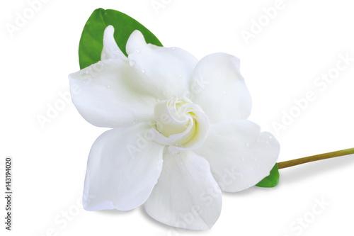 Gardenia jasminoides or Cape jasmine flower on white background.