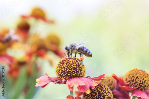 little honey bee collects nectar on a flower in summer
