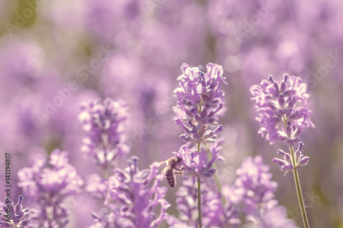 field lavender flowers © lms_lms