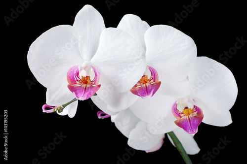 White orchid isolated on a black background