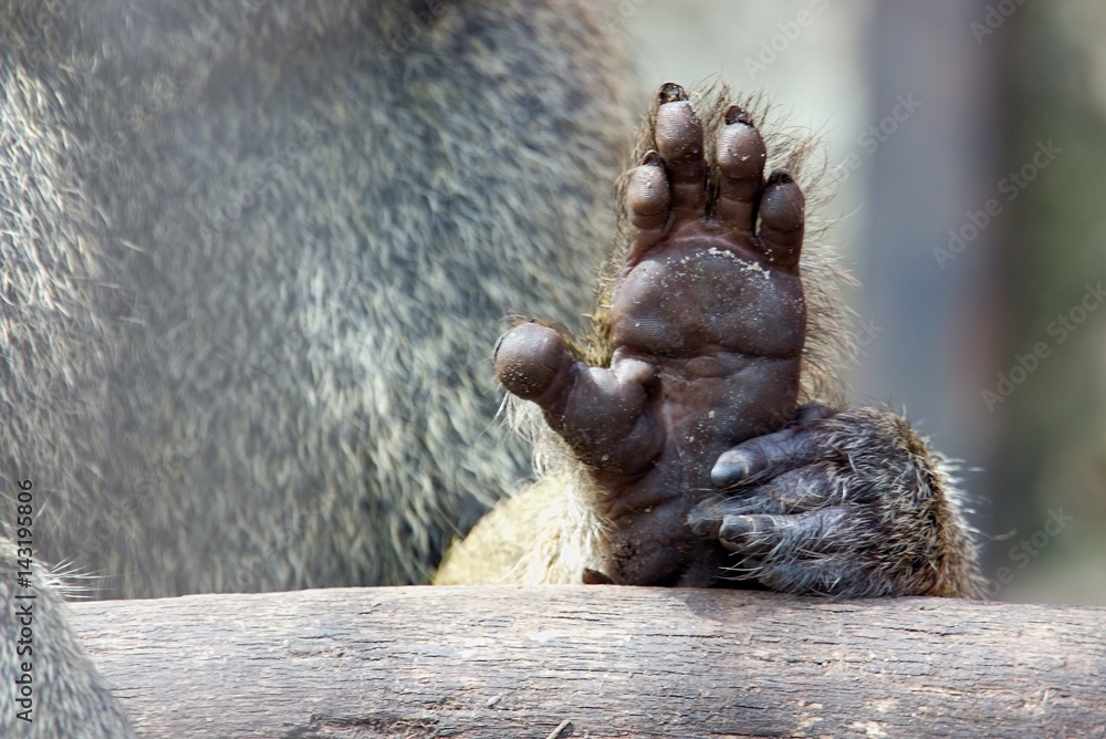 Obraz premium Ape