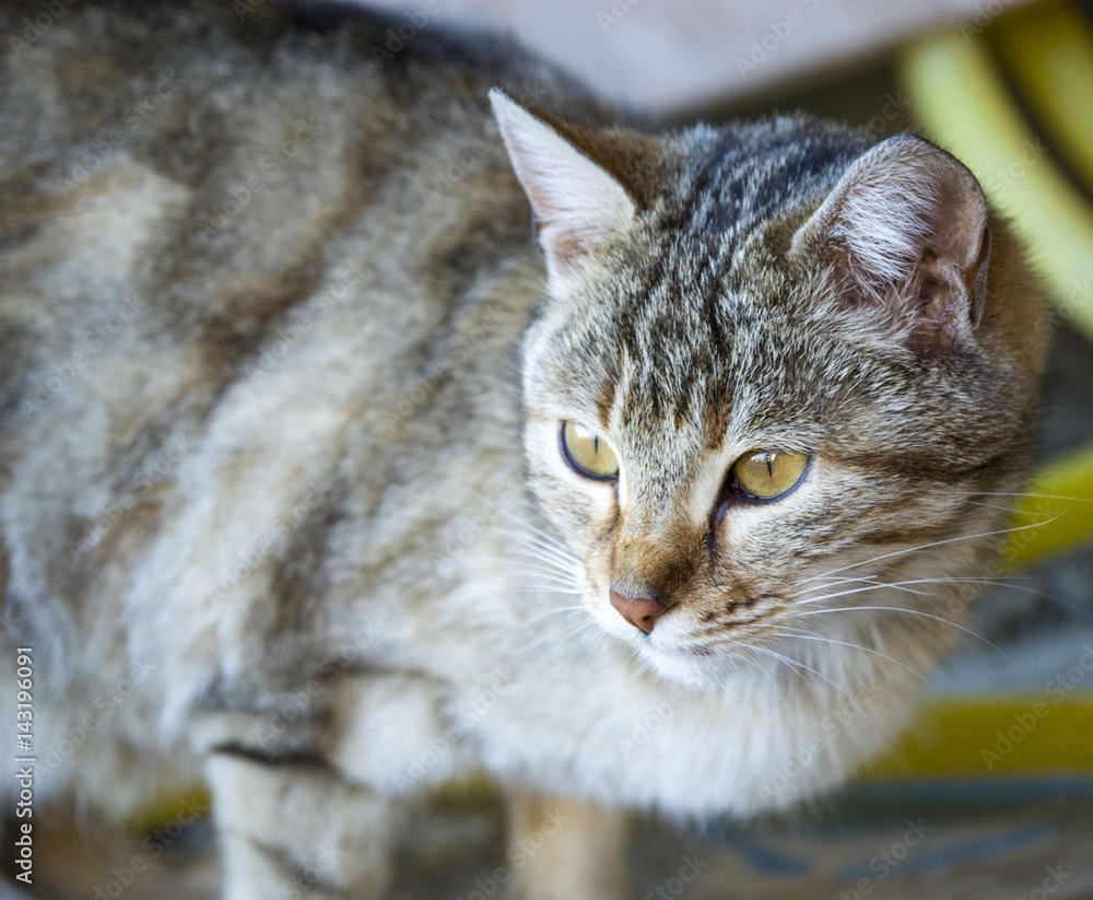 cat pictures,cute cat pictures,cat's eye,the most beautiful cat eyes
cat pictures,cute cat pictures,cat's eye,the most beautiful cat eyes