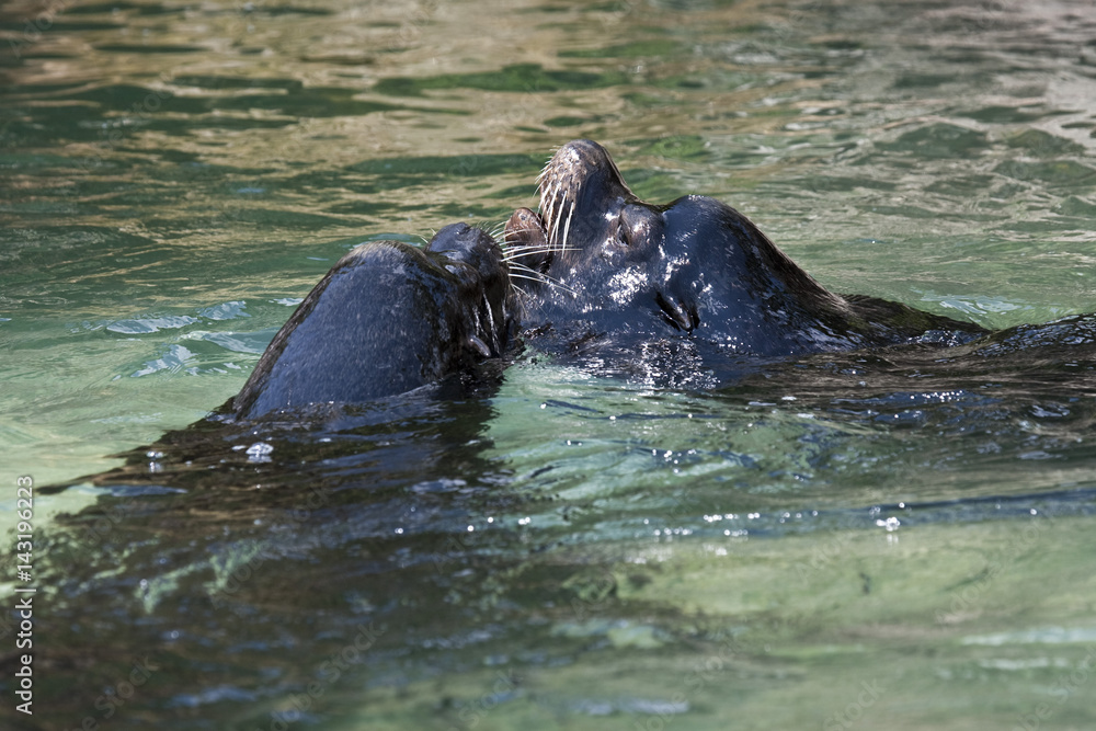 Fototapeta premium Queens zoo. Two sealions are kissing in a pool.