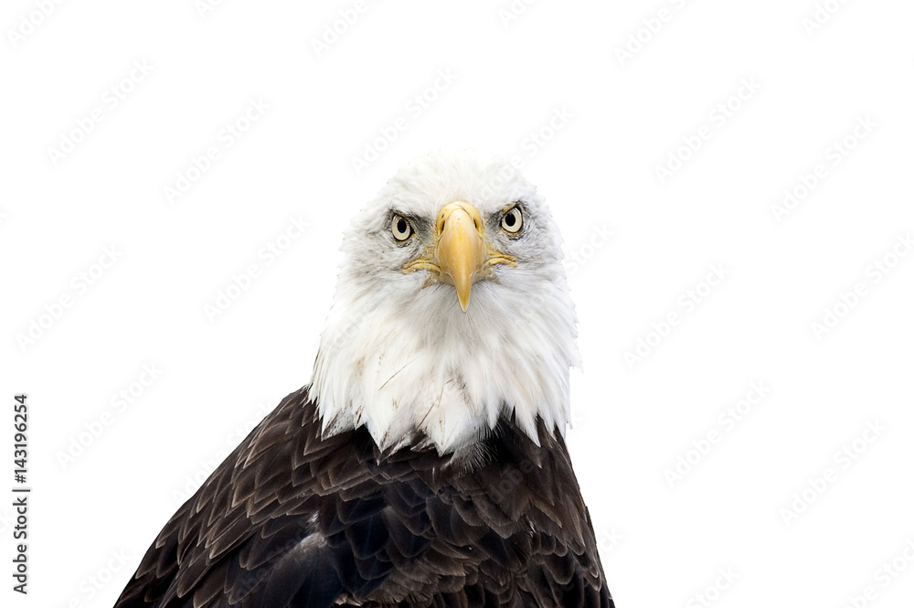 Obraz premium Bald eagle