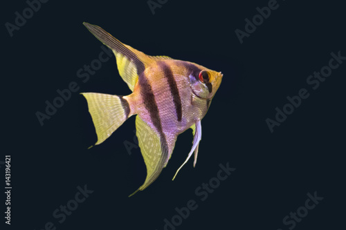 Φωτογραφία Fisch, Fisch freigestellt, Scalar