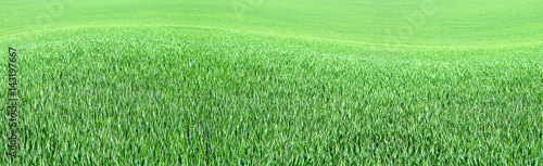 Gras Panorama