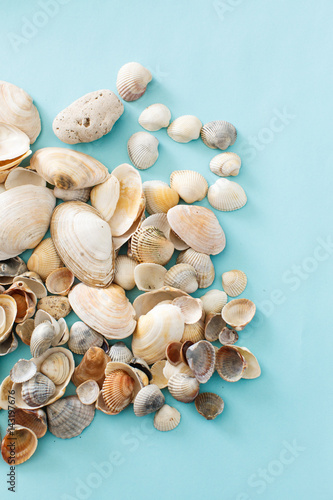 Many sea shells lie on a blue background