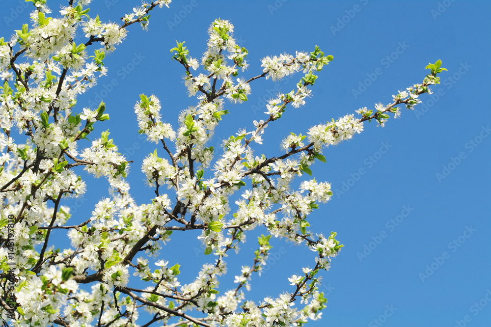 Blooming apple tree in spring time Blooming apple tree in spring time