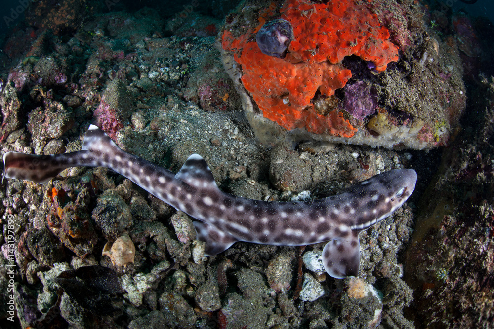 Fototapeta premium Coral Cat Shark in Indonesia