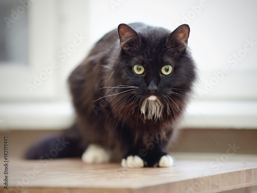 Black fluffy cat with white paws.
