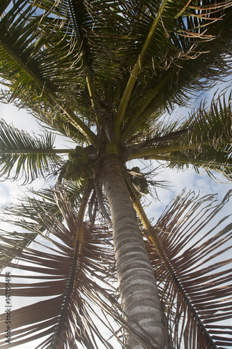 Palm-tree with coconuts