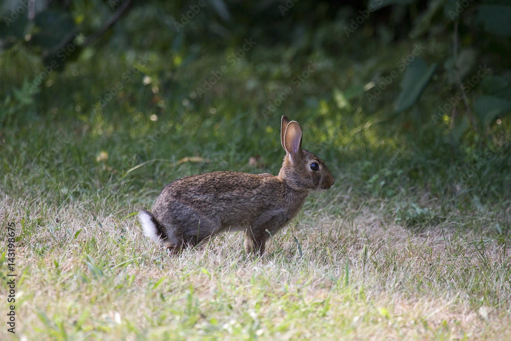 Fototapeta premium Rabbit