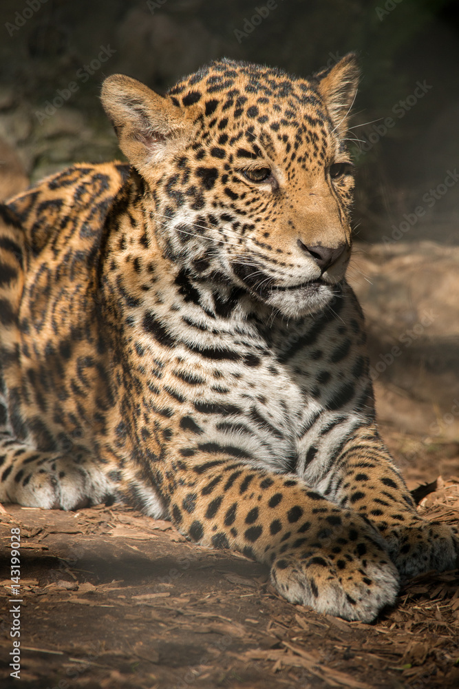 Obraz premium Young Jaguar