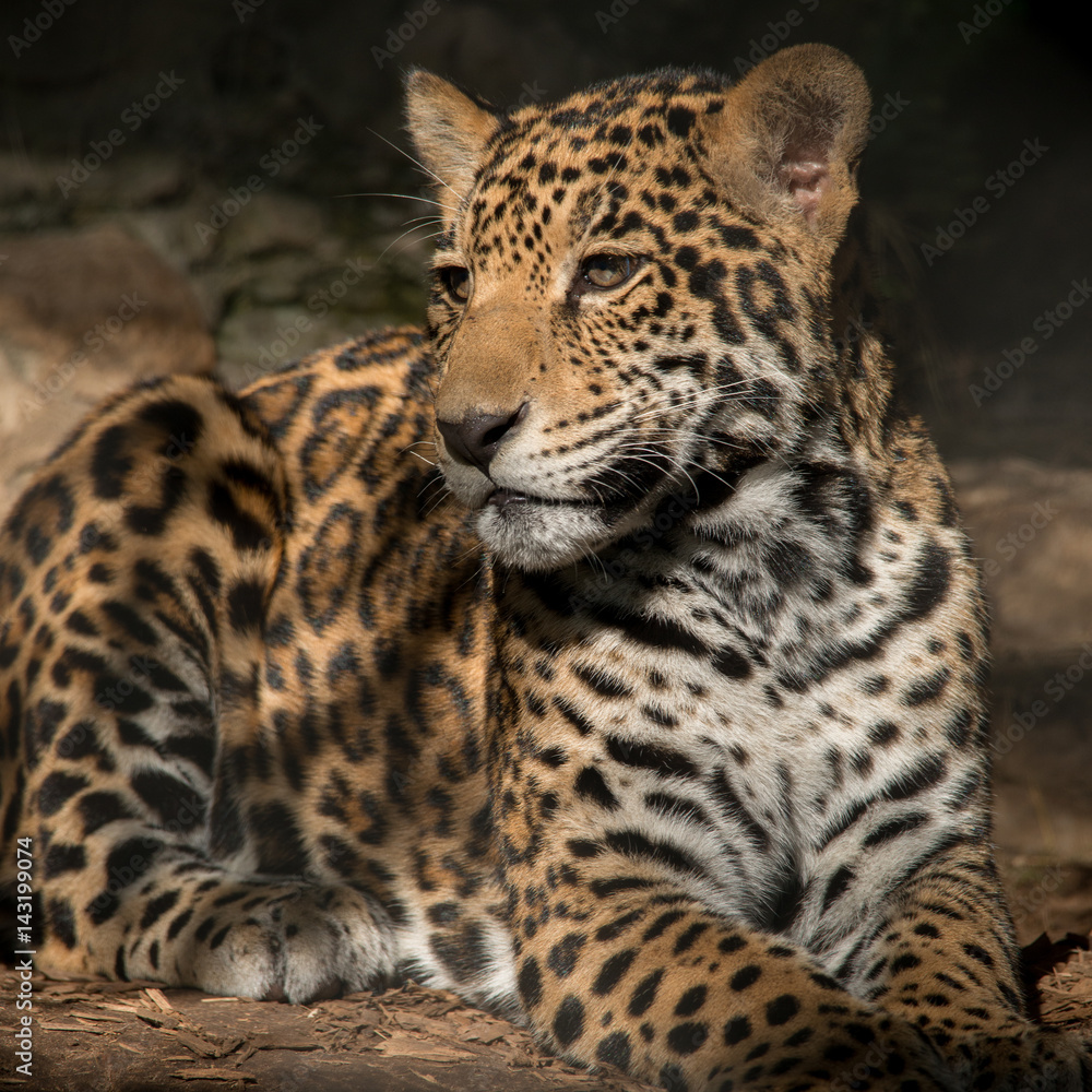 Obraz premium Young Jaguar