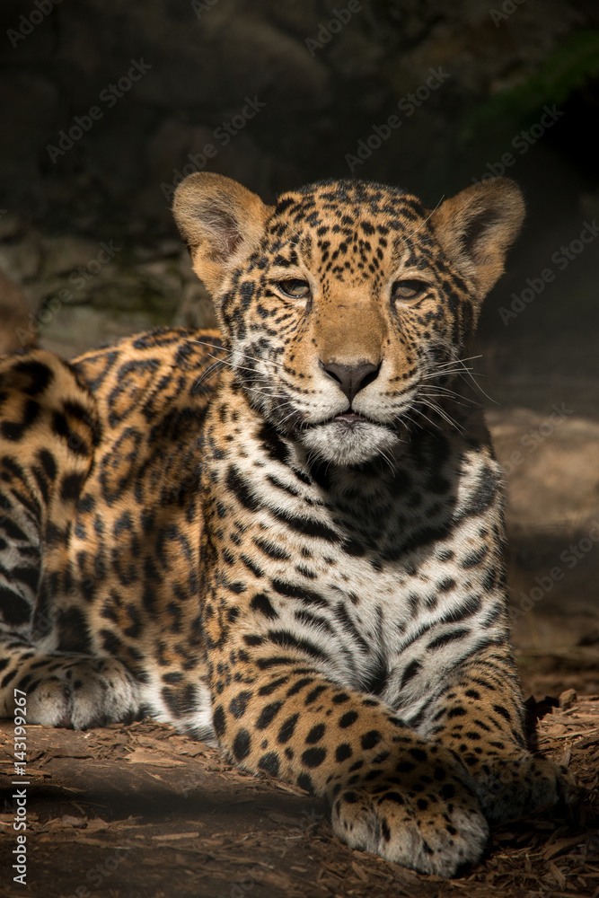 Fototapeta premium Jaguar