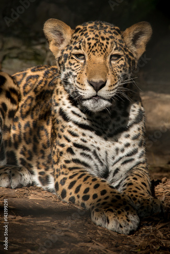 Young Jaguar