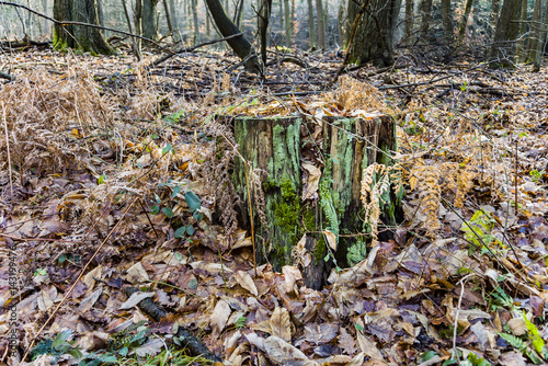 oak leaves in forest photo