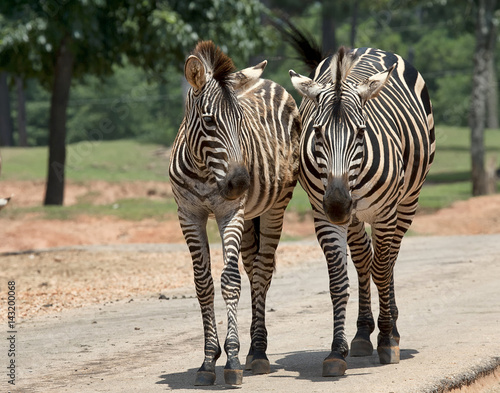 Wilking Zebras