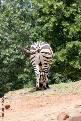 Zebra's behaind photo