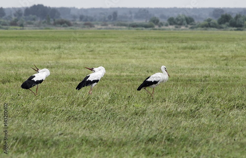 White storks walk across the field in search of food. 