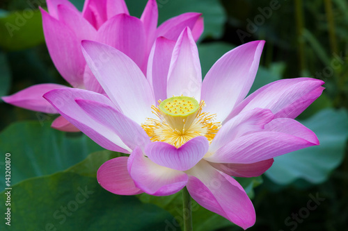 Close-up Pink lotus flower in pond.