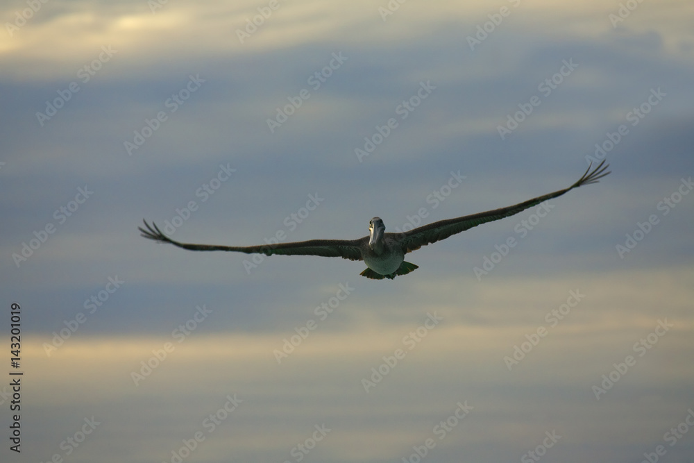 Pelican is flying over Caribbean sea Pelican is flying over Caribbean sea