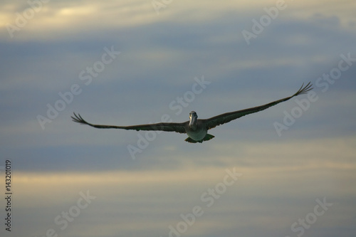 Pelican is flying over Caribbean sea