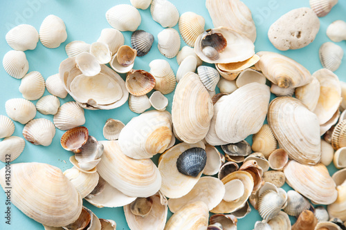 Many sea shells lie on a blue background