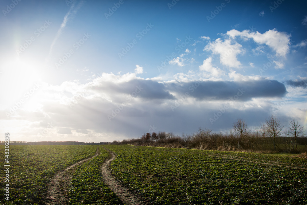 scenic view of trees against sky